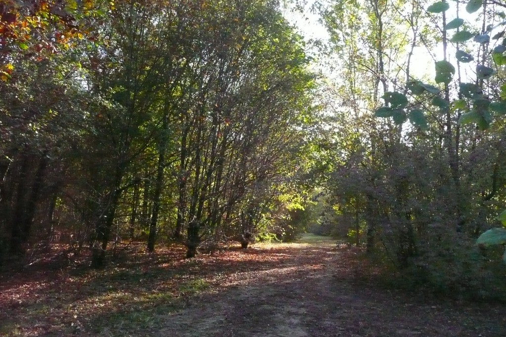 Bosco di Parauro - Mirano (VE)